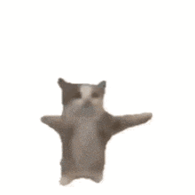 hapi cat