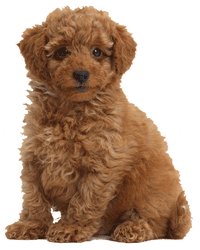 toy poodle hypoallergenic dogs