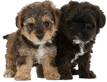 Yorkshire Terrier Poodle Mix