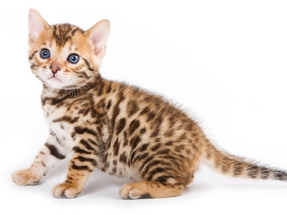 Two month old Bengal Kitten