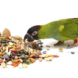 Parakeet eating seeds