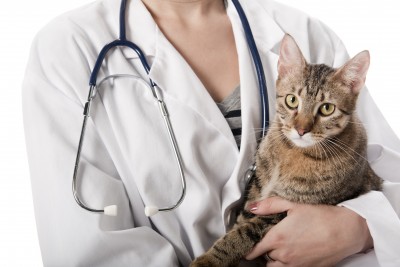 Cat being held by a veterinarian