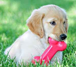Golden Retriever chewing on a toy
