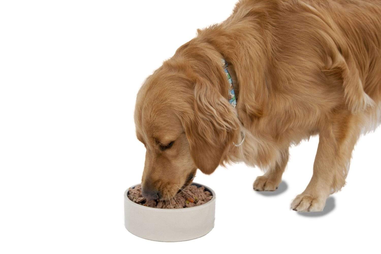 Golden Retriever eating food