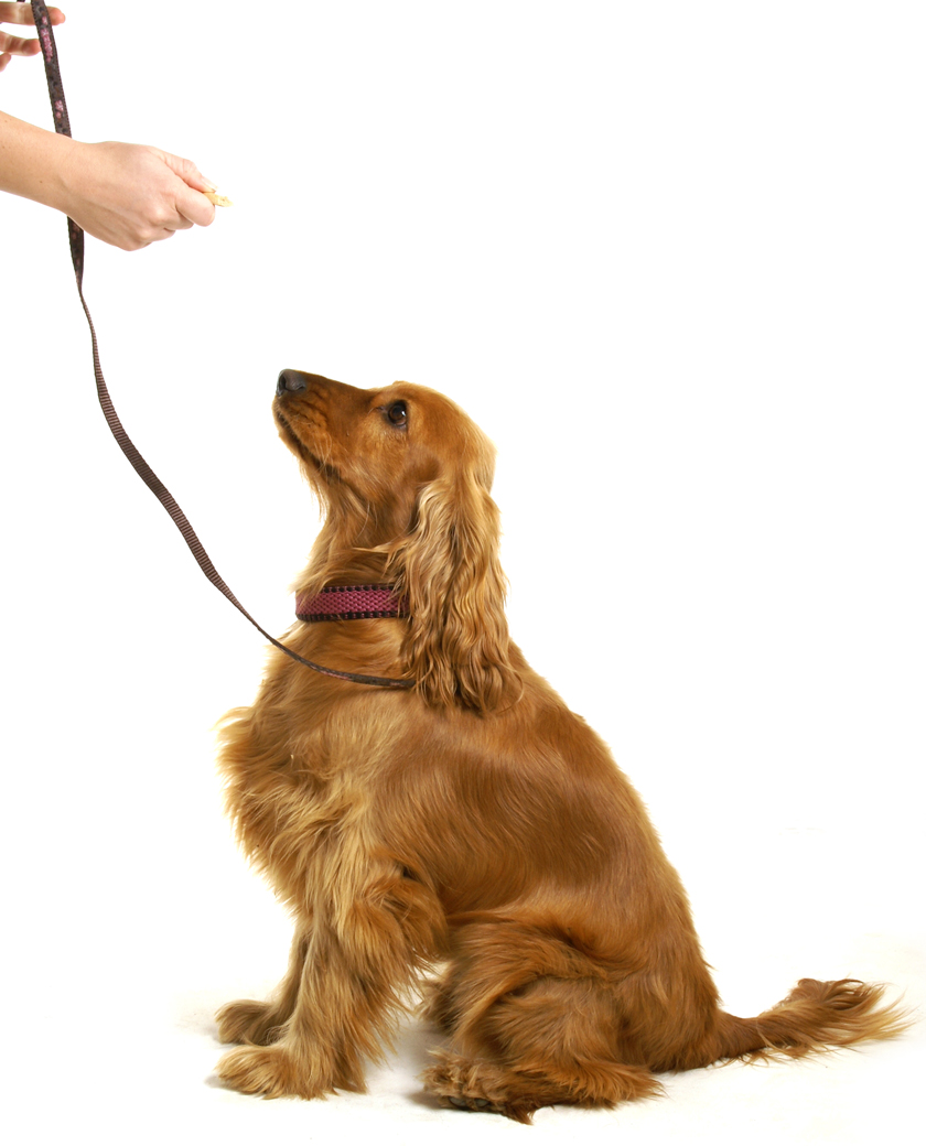 Dog being trained to sit