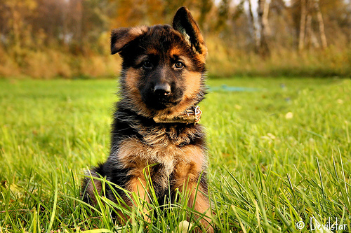 Ten month old German Shepherd Dog