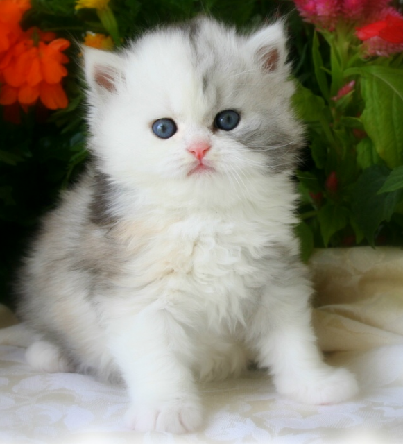 Two month old Himalayan Kitten