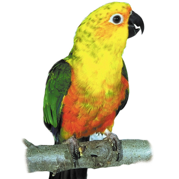 One year old Jenday Conure Bird