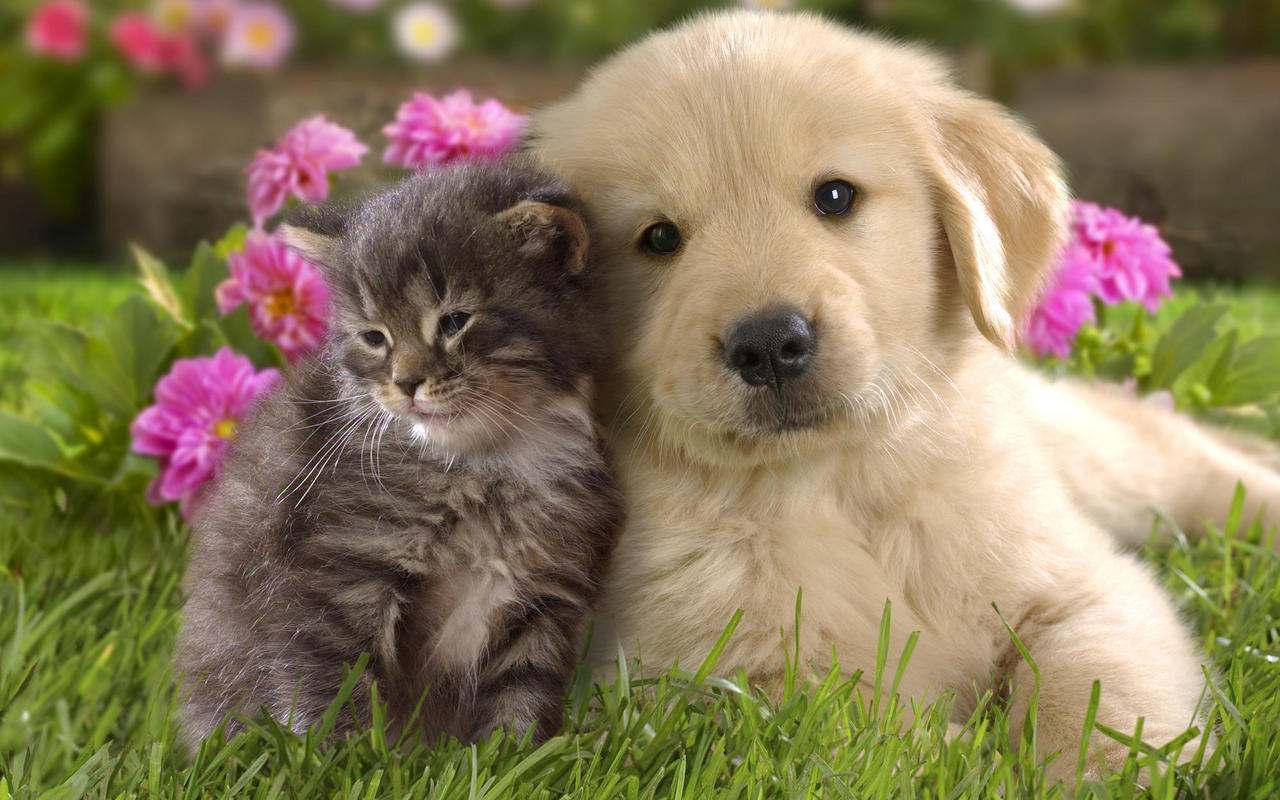 Dog and cat