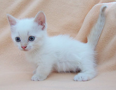 One month old Munchkin Kitten