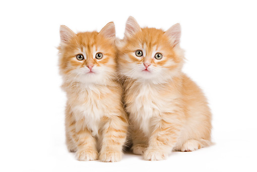 Three month old Siberian Kittens