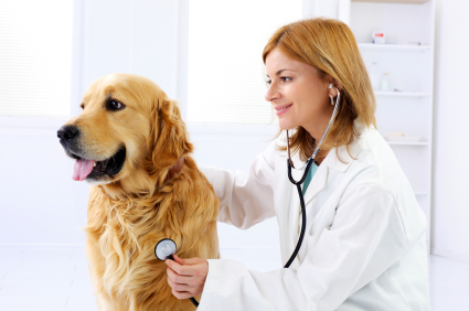 Dog at the vet