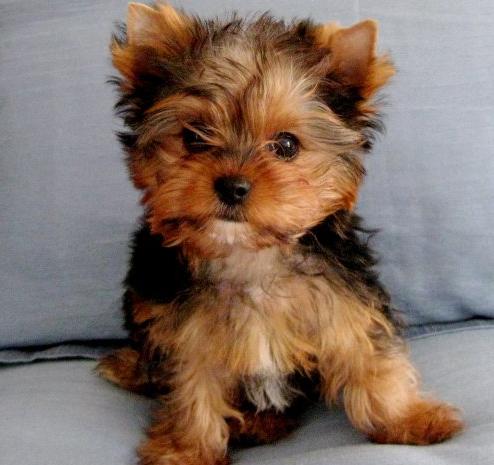 Five month old Yorkshire Terrier Dog